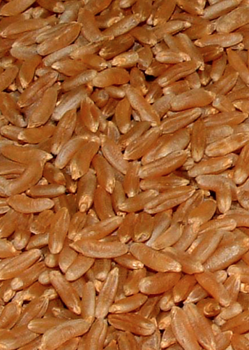 Bio Kamut Urweizen ganze Körner 1000g, Khorasan-Weizen