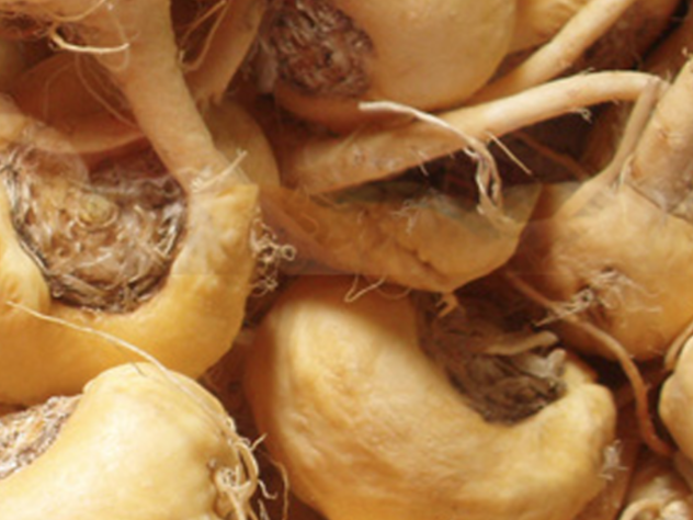 Bio-Maca Pulver 100g