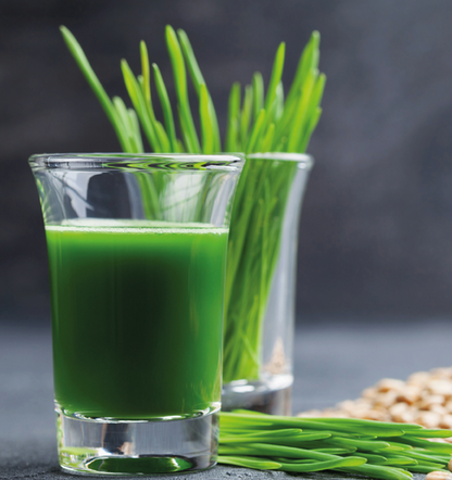 Bio Weizengrassaft Urweizen frisch *GREENFROSTI*  Rohkostqualität