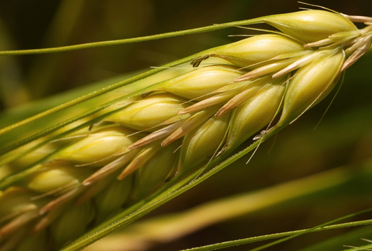 Bio-Weizenkeimöl 250ml, hoher Anteil an Vitamin A+D+E