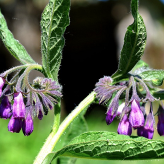 Bio Beinwellwurzelöl 50ml, Basis Jojobaöl