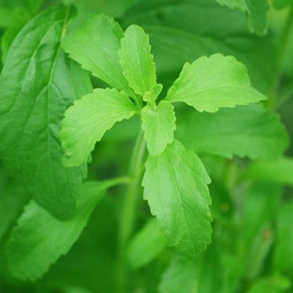 Stevia fluid 100ml, flüssiges Süßungsmittel